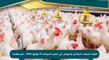 قفزة أسعار الدواجن والبيض في مصر الأربعاء 16 يوليو 2025.. كم بلغت؟